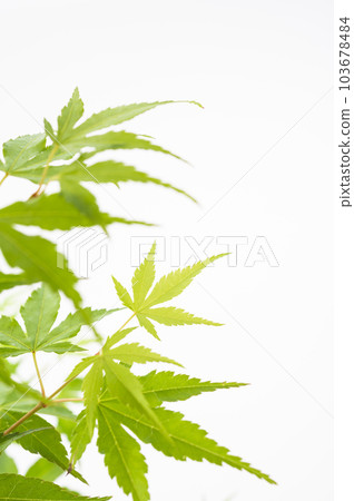 藍色秋葉白色背景 103678484