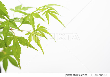 藍色秋葉白色背景 103678485