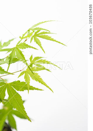藍色秋葉白色背景 103678486