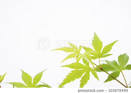 Blue autumn leaves white background 103678499