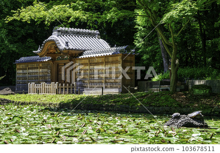 小石川後樂園、東京唐門池（內庭）、睡蓮國家特別史蹟 103678511