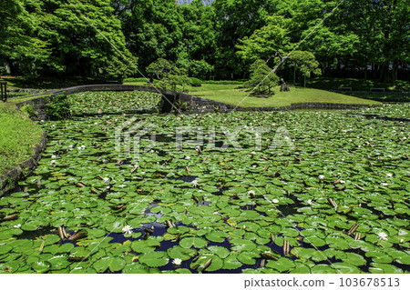 小石川後樂園、東京唐門池(內庭)、睡蓮國家特別史蹟 小石川後樂園、東京唐門池(內庭)、睡蓮國家特別史蹟 103678513