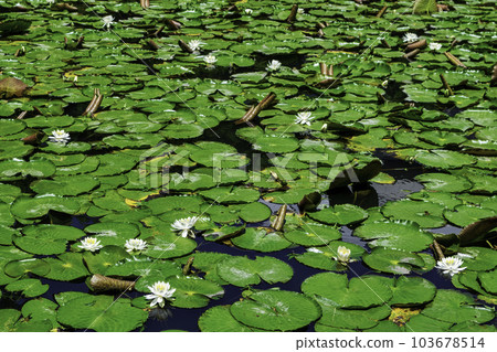 Koishikawa Korakuen, Tokyo Karamon Pond (Inner Garden) and Water Lilies National Special Historic Site 103678514