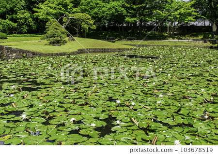 小石川後樂園、東京唐門池（內庭）、睡蓮國家特別史蹟 103678519