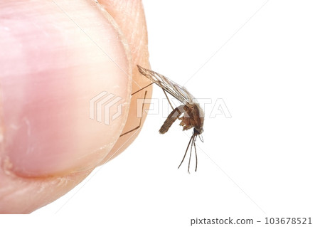 Mosquito dead between human fingers 103678521