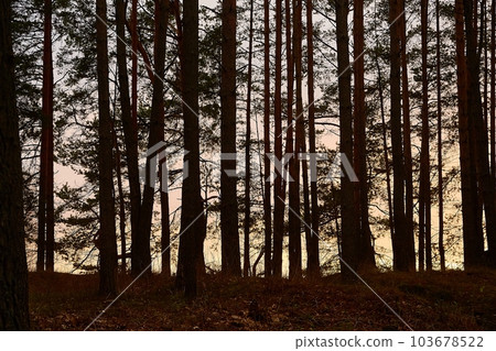 Forest Twilight Background 103678522