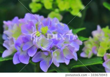 燦爛的藍色繡球花 燦爛的藍色繡球花 103678943