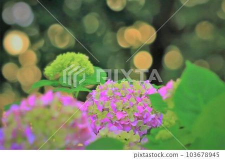 金色圓形散景和美麗的粉紅色繡球花 金色圓形散景和美麗的粉紅色繡球花 103678945