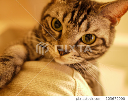Close-up of a cat looking at you Close-up of a cat looking at you 103679000
