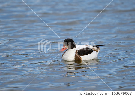 Shelduck overwintering in the river in winter Shelduck overwintering in the river in winter 103679008