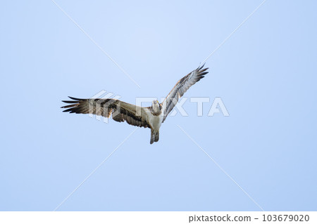 飛越四國最東端的魚鷹 103679020