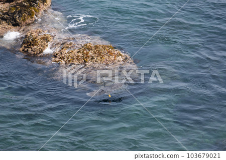黑鷺05初春飛越礁角 103679021