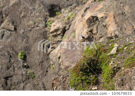 雄性岩耳鵯春季棲息在海角峰頂 103679033