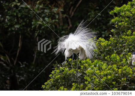 春天有美麗裝飾羽毛的大白鷺 103679034