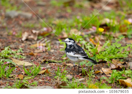 春天公園裡的白鶺鴒 春天公園裡的白鶺鴒 103679035