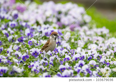 春天，公園和花壇裡的麻雀 103679036