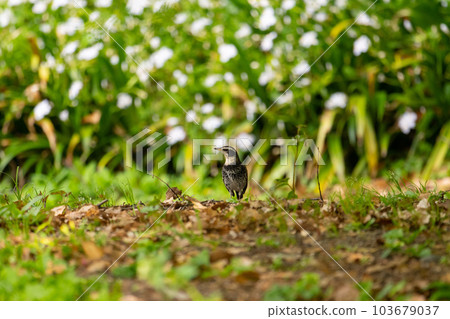 Spring, thrush in the park 103679037