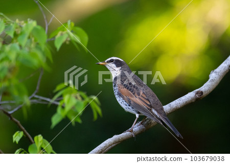 春天，遷徙前，公園裡的鵝口瘡 103679038