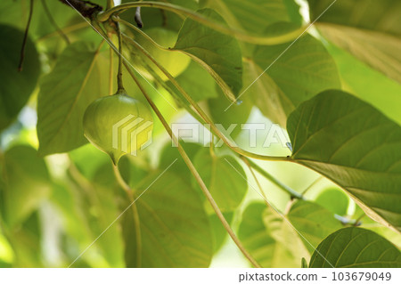 The fruit of Sinnabrule 103679049