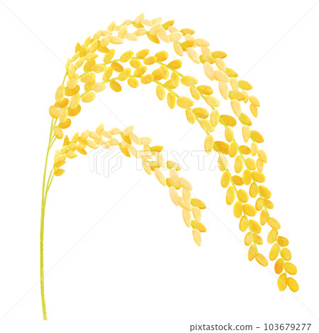 金色稻穗插畫素材特寫 103679277