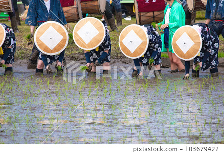 Mibu的水稻種植 103679422