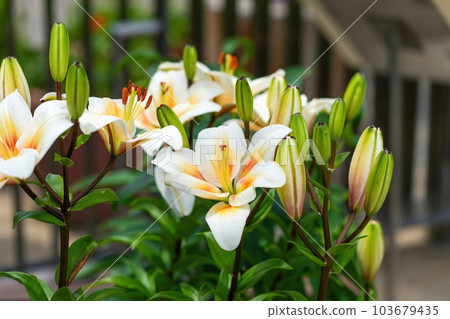 淡橙色百合靜靜盛開 淡橙色百合靜靜盛開 103679435