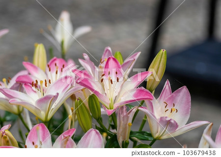 淡粉百合靜靜盛開 103679438
