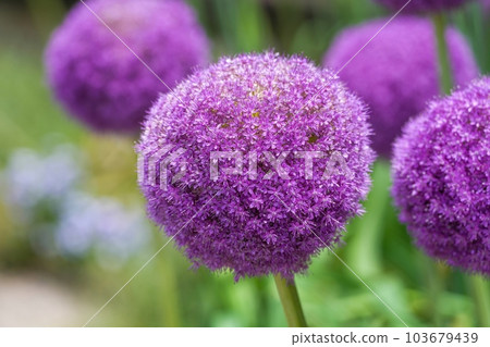 盛開的蔥在陽光下閃耀 103679439