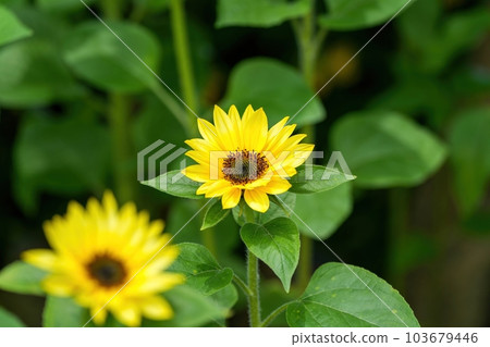 盛開的迷你向日葵盛開 盛開的迷你向日葵盛開 103679446