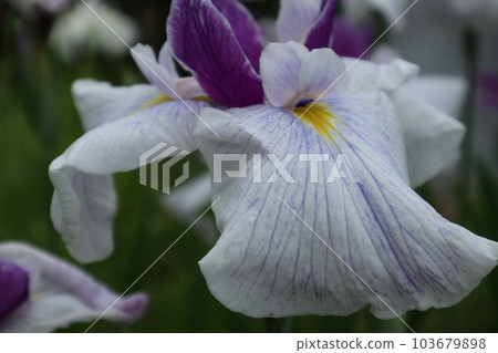 為初夏染上色彩的鳶尾花 為初夏染上色彩的鳶尾花 103679898