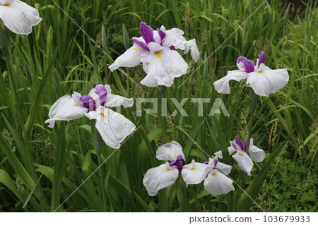 為初夏染上色彩的鳶尾花 103679933