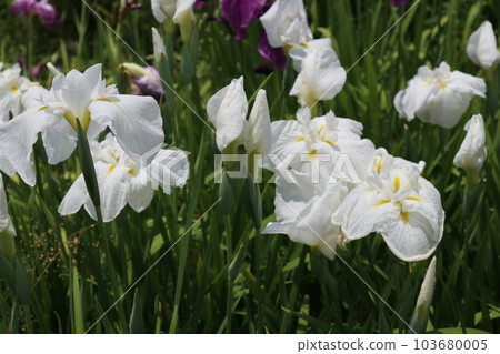 Japanese iris flowers that color early summer Japanese iris flowers that color early summer 103680005