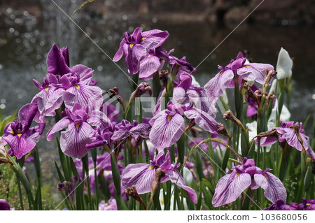 Japanese iris flowers that color early summer 103680056