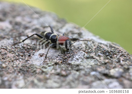 Creatures, insects, neck beetles, the red part is not the neck, but the front chest. Is it too much of a color to call it a tiger? Creatures, insects, neck beetles, the red part is not the neck, but the front chest. Is it too much of a color to call it a tiger? 103680158