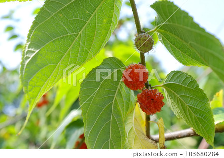 由翻譯提供支持 103680284