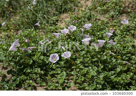 Beach hiragao 103680300