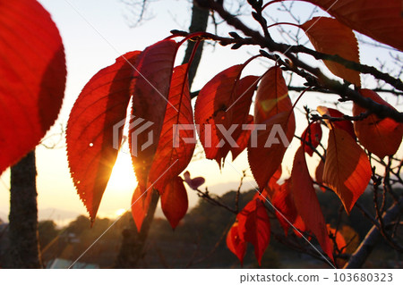 乾燥的樹葉和陽光。秋天的形象。 乾燥的樹葉和陽光。秋天的形象。 103680323