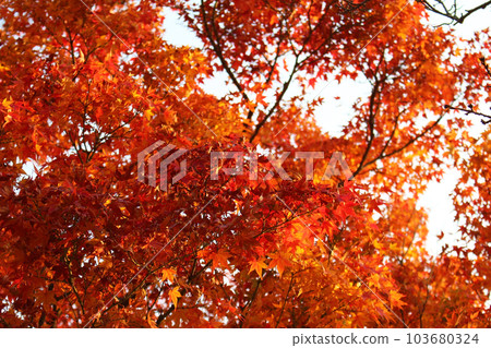 秋天的樹葉 103680324