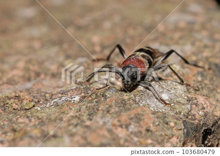 Creatures, insects, neck beetle, May. On the promenade of the natural park, if you look at it like this, it's quite hairy 103680479
