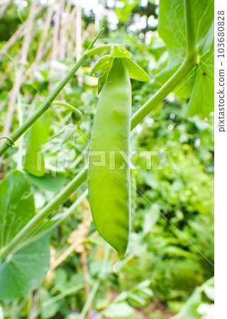 green pea 103680828