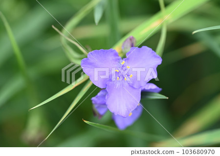 房子花園裡盛開的紫色紫藤 103680970