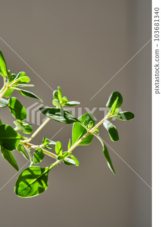 Close-up of a thyme bush. Beautiful Thymus. 103681340