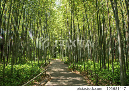 京都竹徑 103681447