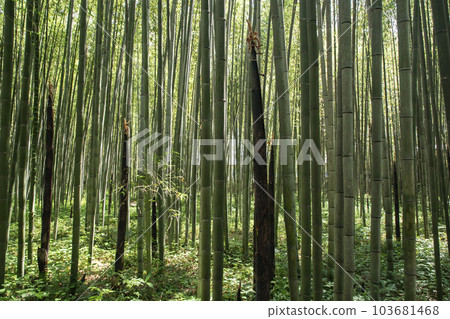 京都竹徑 103681468