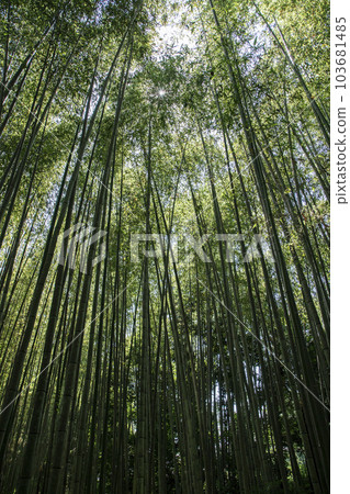 京都竹徑 103681485