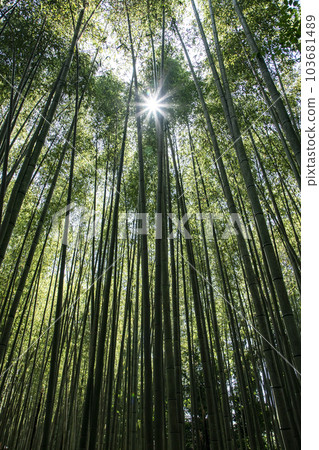 京都竹徑 京都竹徑 103681489