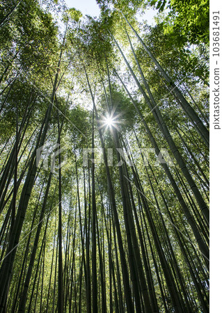 京都竹徑 京都竹徑 103681491