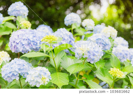 Hydrangea from Asukayama Park Hydrangea from Asukayama Park 103681662