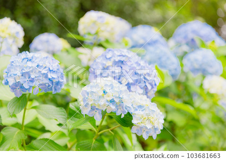 Asukayama公園的繡球花 Asukayama公園的繡球花 103681663