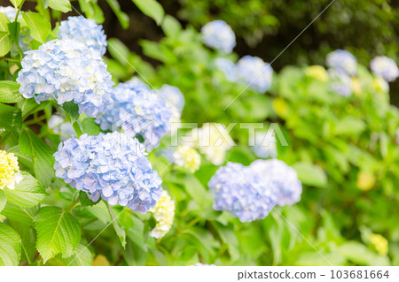 Asukayama公園的繡球花 Asukayama公園的繡球花 103681664